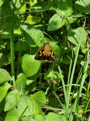 Trapezites symmomus