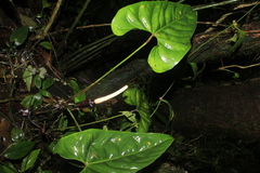 Anthurium recavum