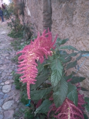 Amaranthus cruentus