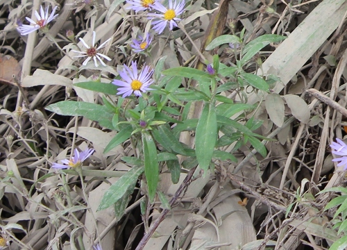 Symphyotrichum subspicatum