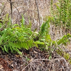Dryopteris arguta