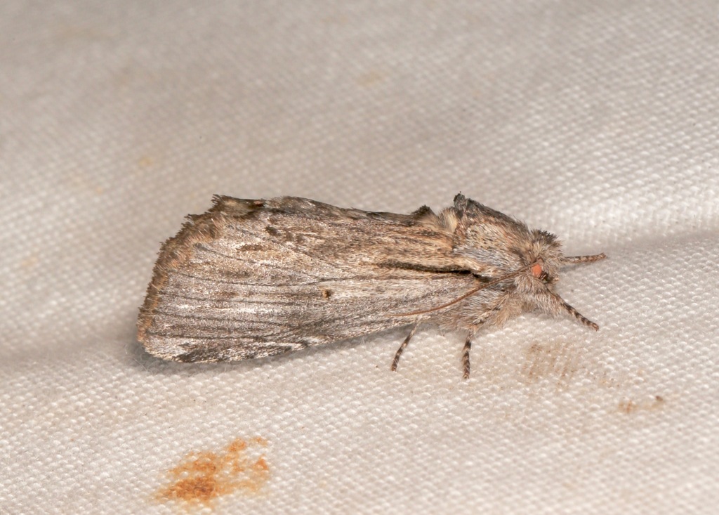 Ianassa coloradensis