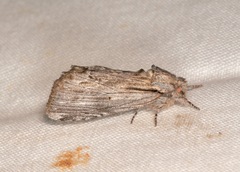 Ianassa coloradensis