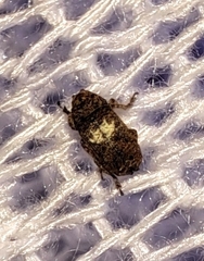 Toxonotus cornutus