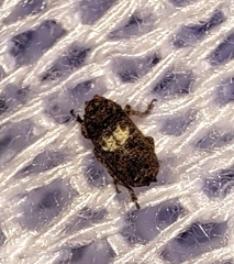 Toxonotus cornutus