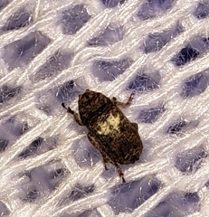 Toxonotus cornutus