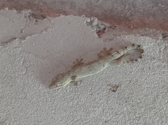 Thecadactylus rapicauda