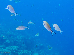 Azurina multilineata