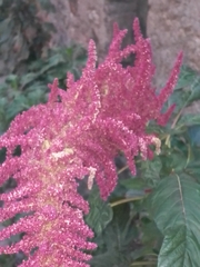 Amaranthus cruentus
