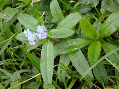 Myosotis scorpioides