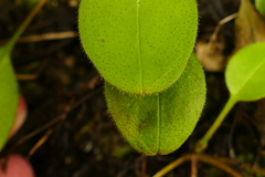 Myosotis forsteri