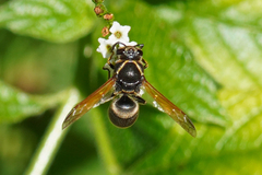 Pachodynerus nasidens