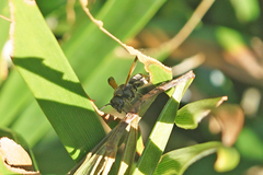 Pachodynerus nasidens