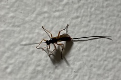 Ichneumonoidea