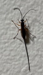 Ichneumonoidea