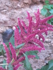 Amaranthus cruentus
