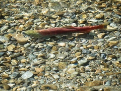 Oncorhynchus nerka