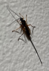 Ichneumonoidea