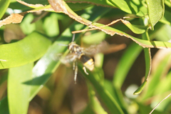 Pachodynerus nasidens