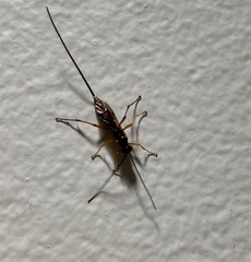 Ichneumonoidea