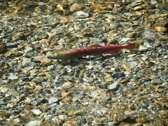 Oncorhynchus nerka
