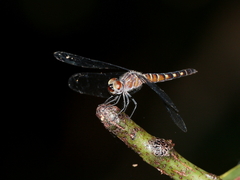 Brachydiplax duivenbodei