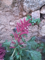 Amaranthus cruentus