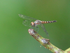 Brachydiplax duivenbodei