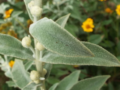 Buddleja perfoliata