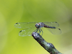 Brachydiplax duivenbodei