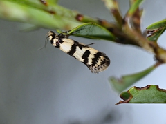Philobota impletella