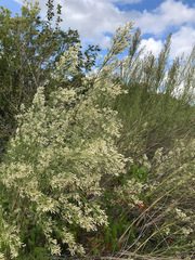 Baccharis neglecta