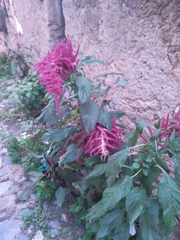 Amaranthus cruentus