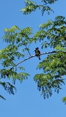 Chloroceryle amazona