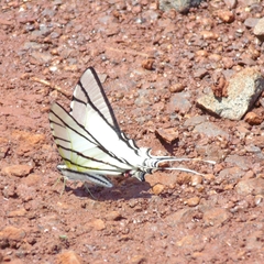 Protesilaus stenodesmus