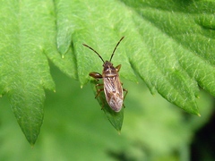 Oedancala dorsalis