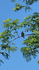 Chloroceryle amazona