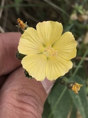 Anoda abutiloides