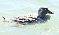 Tachyeres leucocephalus