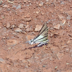 Protesilaus stenodesmus