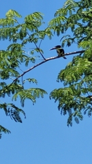 Chloroceryle amazona