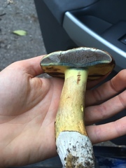 Lanmaoa pseudosensibilis image
