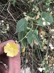 Anoda abutiloides