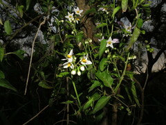 Solanum pilcomayense