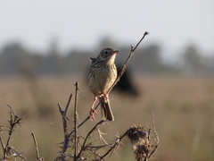Anthus hellmayri