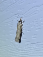 Fissicrambus mutabilis