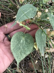 Anoda abutiloides