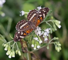 Anthanassa texana seminole