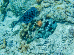 Lactophrys bicaudalis