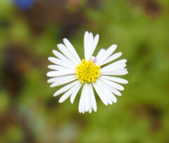 Brachyscome ciliaris ciliaris